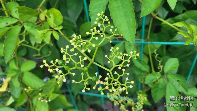 【寻一份美好】小花