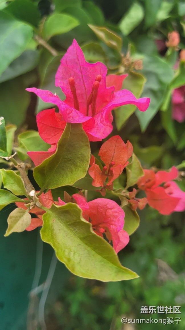 【那年初秋】叶子花
