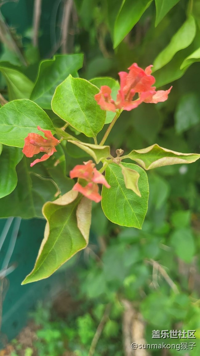 【那年初秋】叶子花