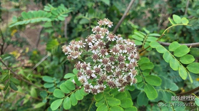【那年初秋】秋花开
