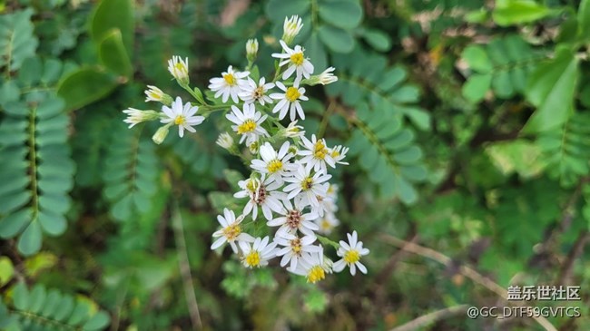 【那年初秋】秋花开