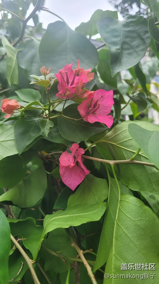 【那年初秋】叶子花