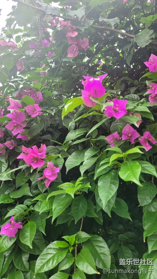 【那年初秋】叶子花