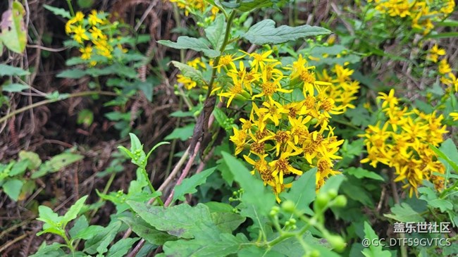 【那年初秋】秋花开