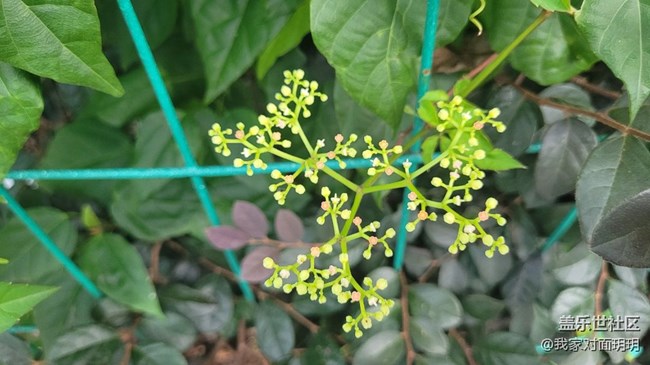 【寻一份美好】小花