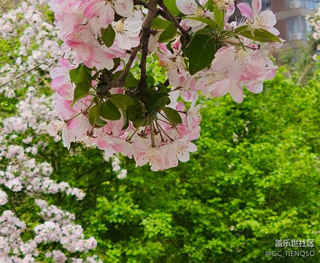 【寻一份美好】+那些花