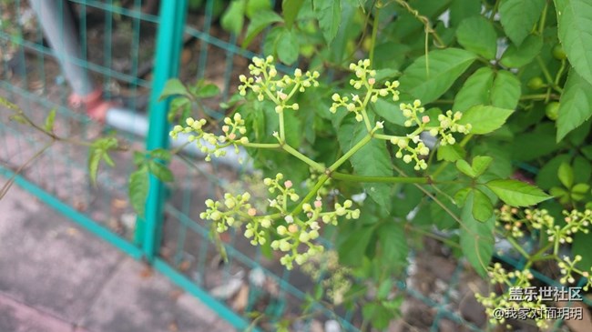 【寻一份美好】小花