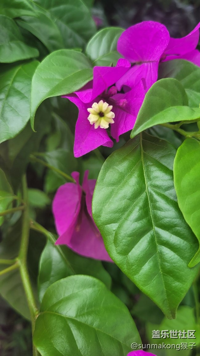 【那年初秋】叶子花