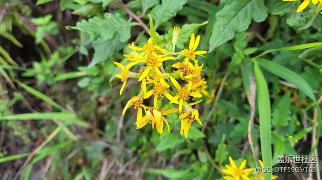 【那年初秋】秋花开