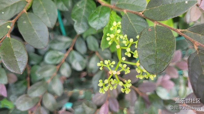 【寻一份美好】小花