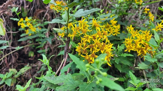 【那年初秋】秋花开