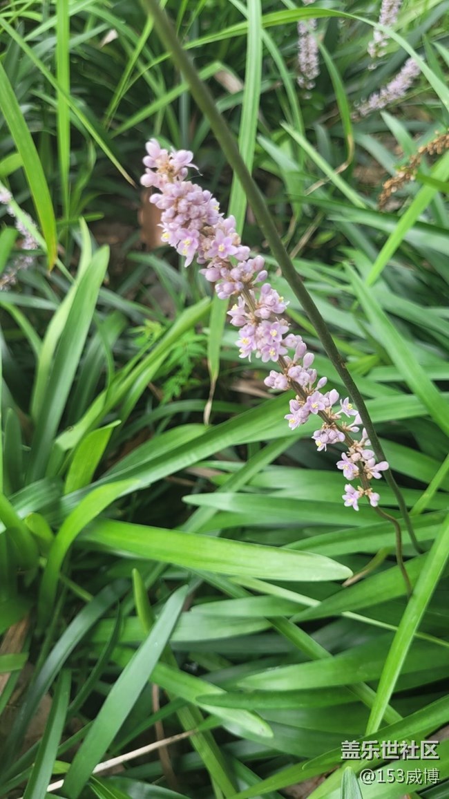【那年初秋】小花儿