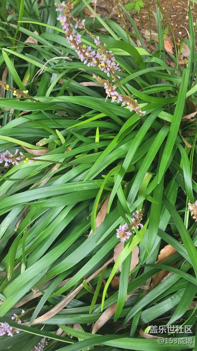 【那年初秋】小花儿