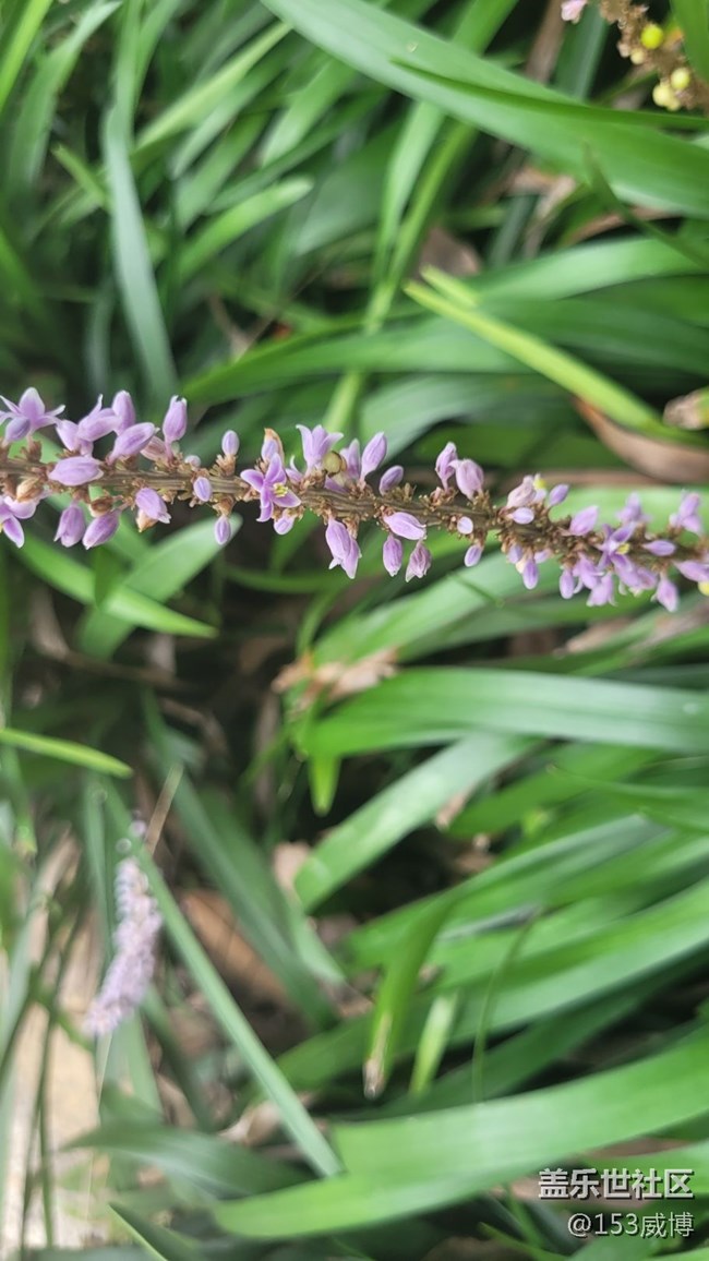 【那年初秋】小花儿