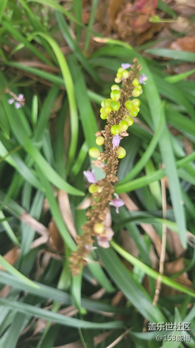 【那年初秋】小花儿