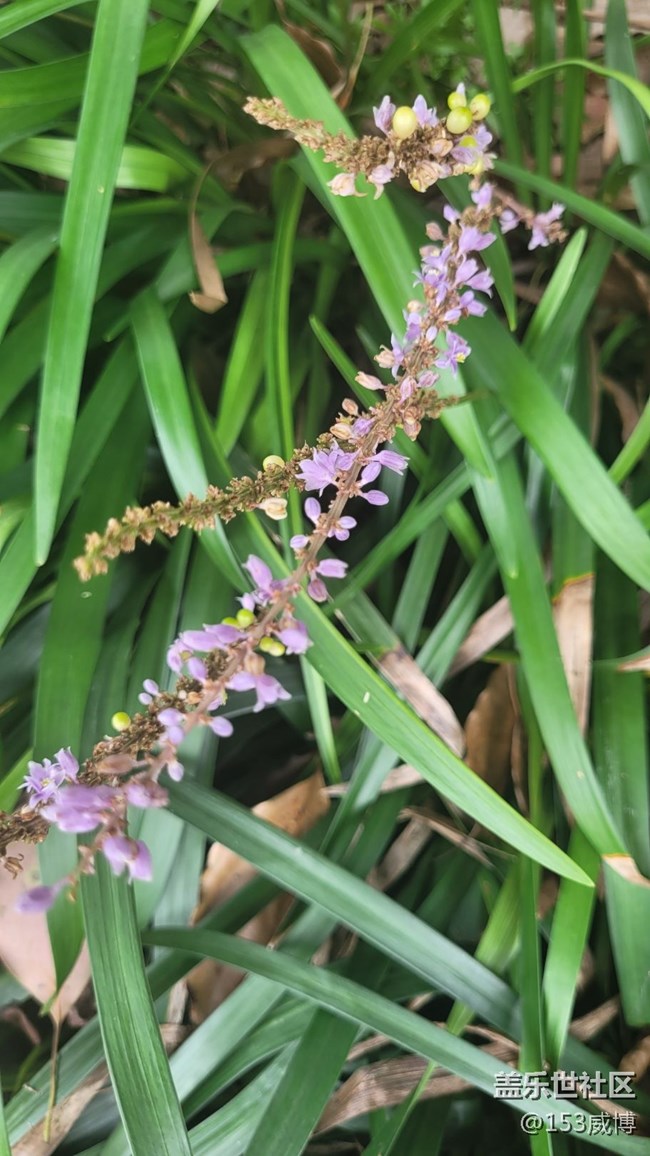 【那年初秋】小花儿