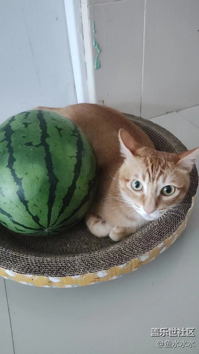 【夏日炎炎】逗猫猫