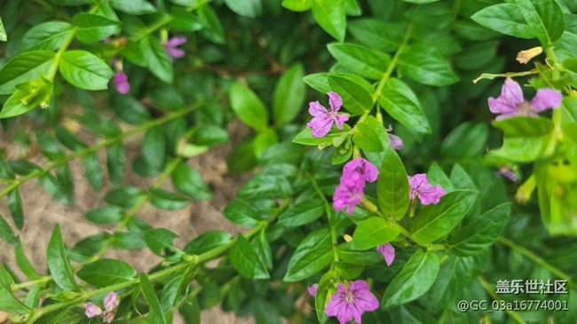 【那年初秋】萼距花