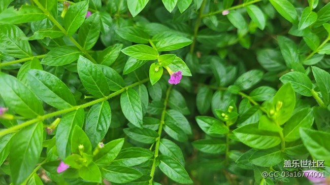 【那年初秋】萼距花