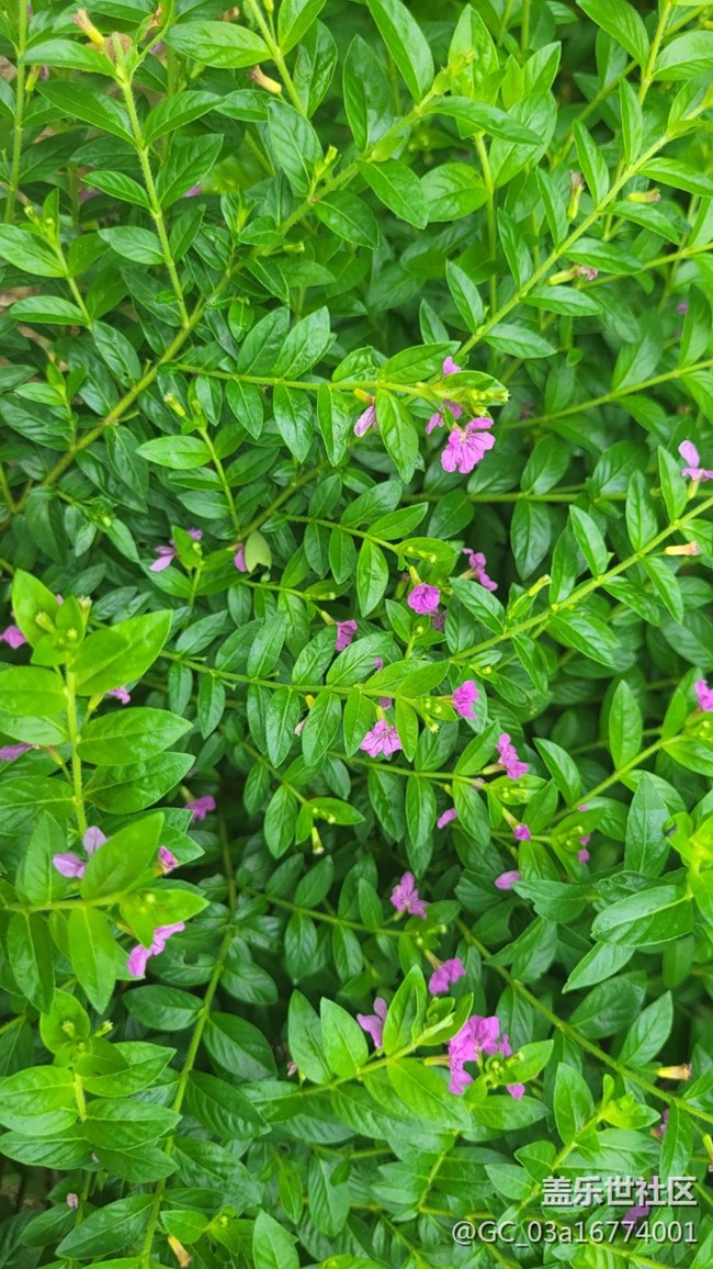 【那年初秋】萼距花