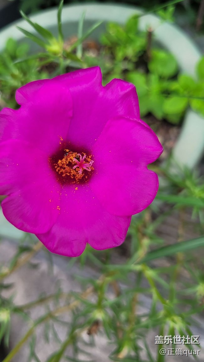 【那年初秋】花蕾