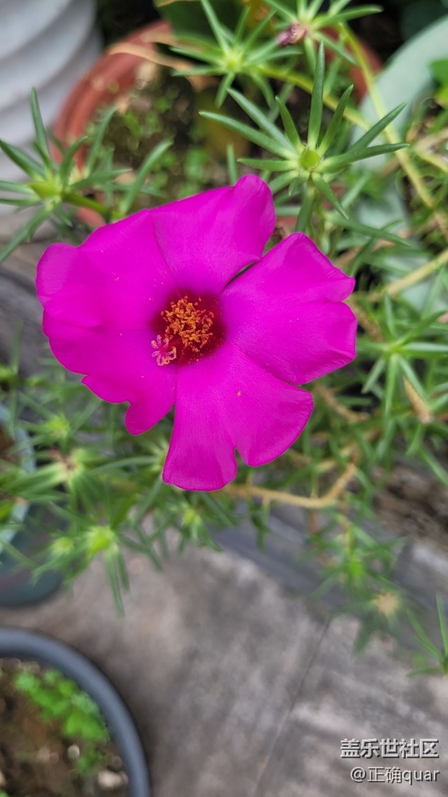 【那年初秋】花蕾