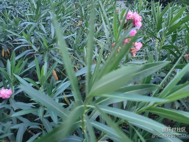 【那年初秋】粉粉花