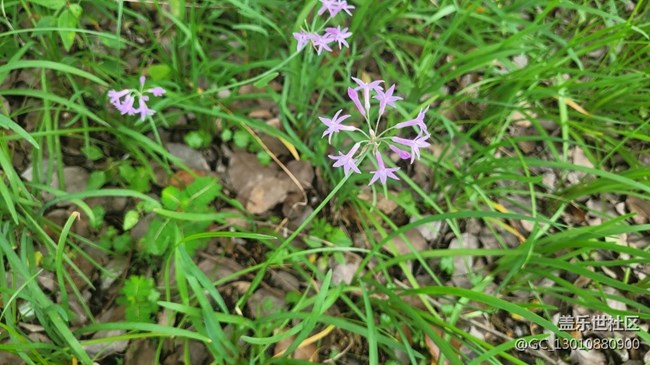 【那年初秋】紫娇花