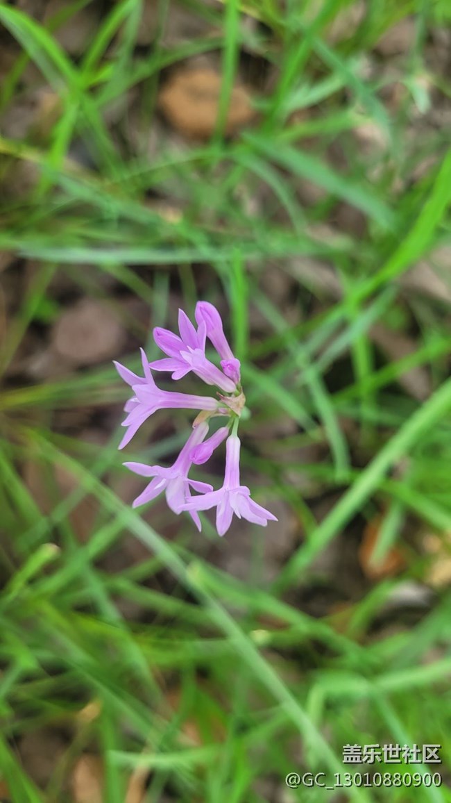 【那年初秋】紫娇花