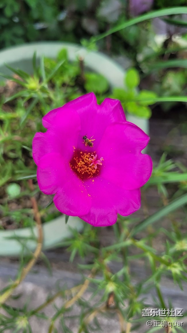 【那年初秋】花蕾