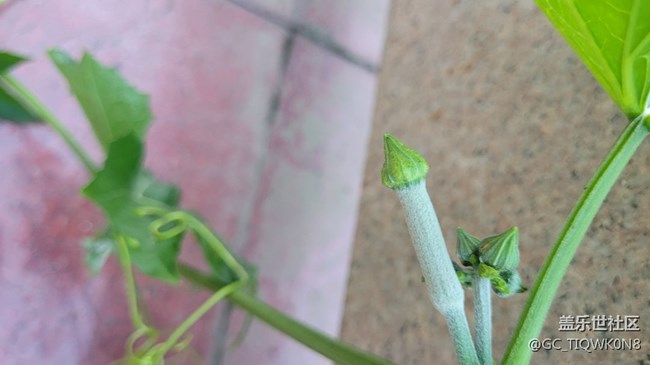 【那年初秋】小小丝瓜