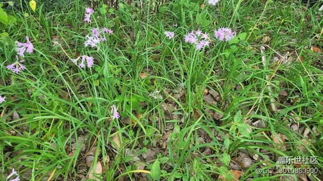 【那年初秋】紫娇花