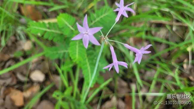 【那年初秋】紫娇花