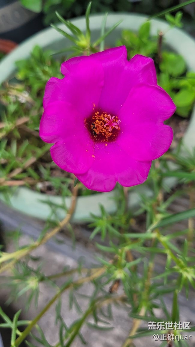 【那年初秋】花蕾