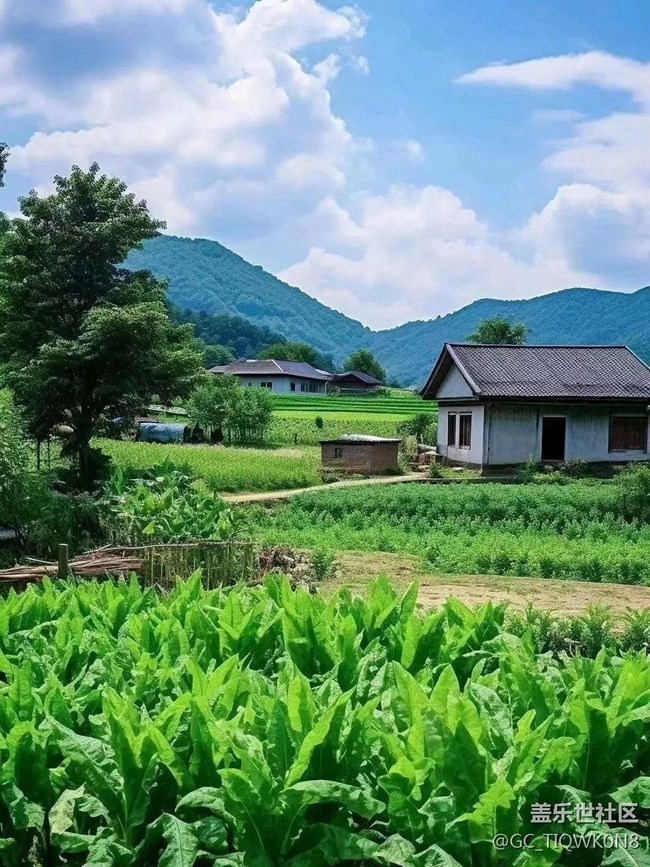 【捕捉夏日美好】绿色