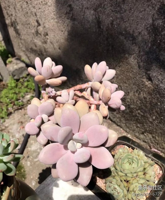 【那年初秋】多肉