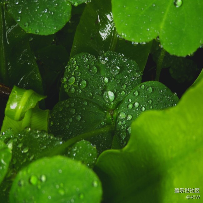 【捕捉夏日美好】夏天的花 | 我永远记得