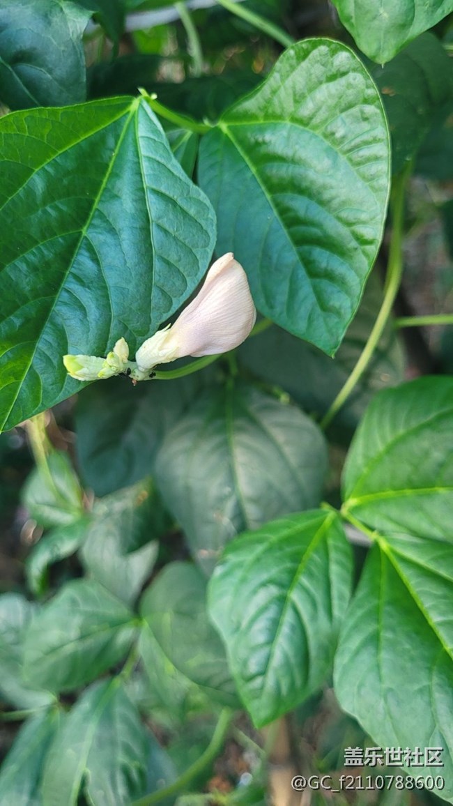 【那年初秋】豆角