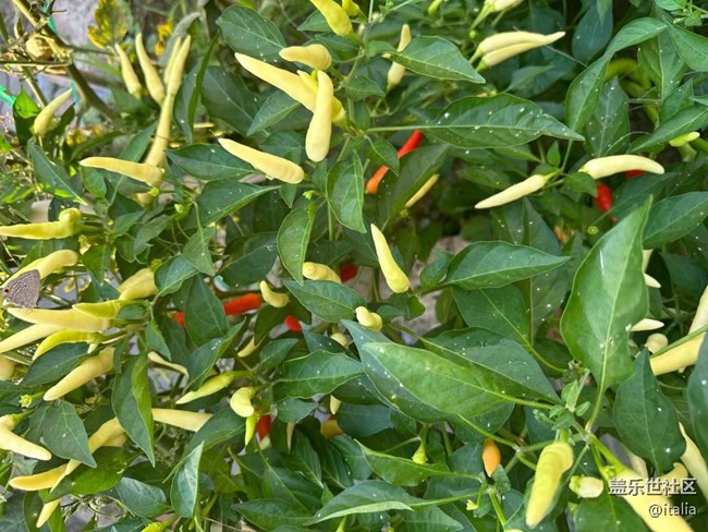 【那年初秋】辣椒