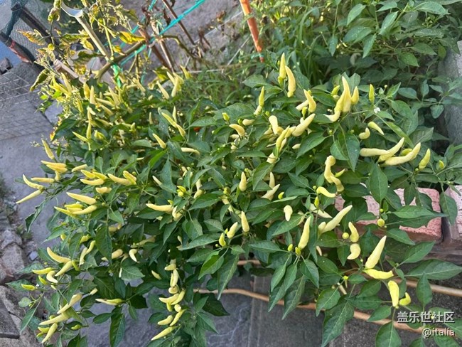 【那年初秋】辣椒