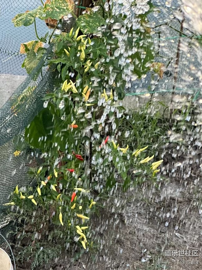 【那年初秋】辣椒