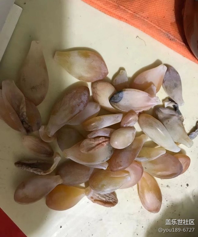 【那年初秋】多肉