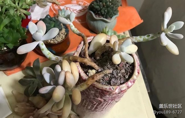 【那年初秋】多肉