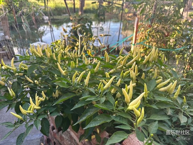 【那年初秋】辣椒