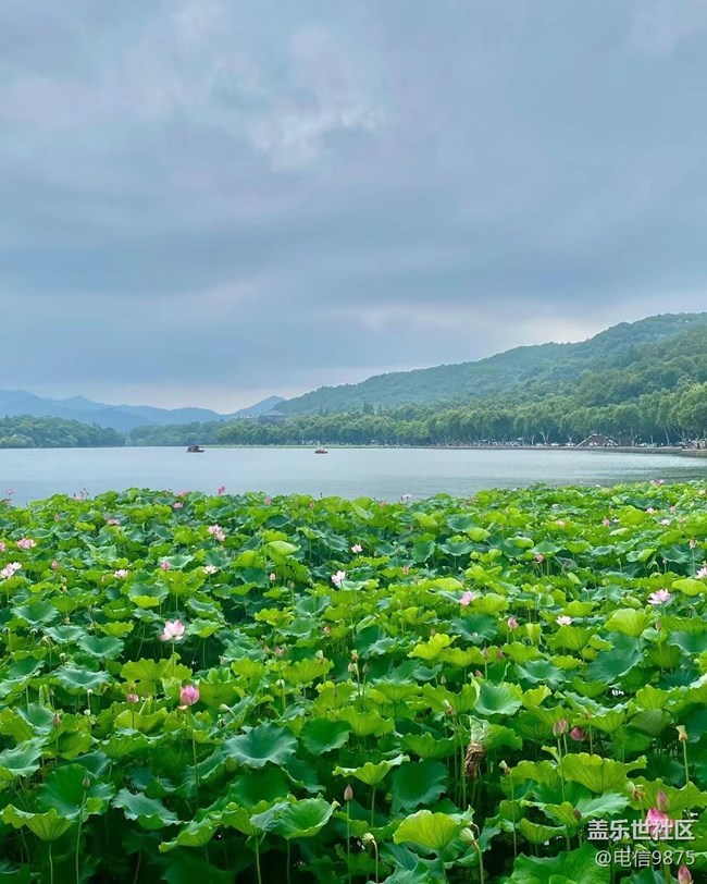 【捕捉夏日美好】西湖美景