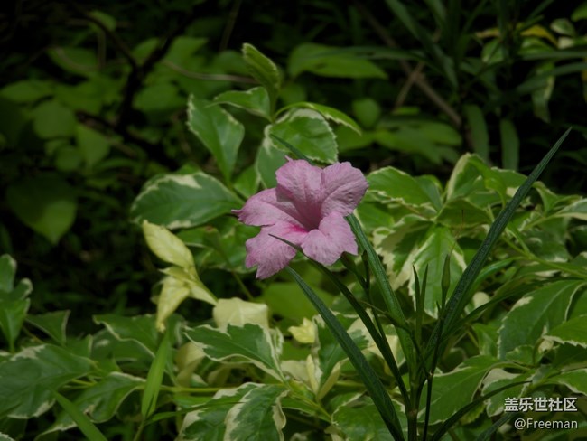 【捕捉身边的美】鲜花