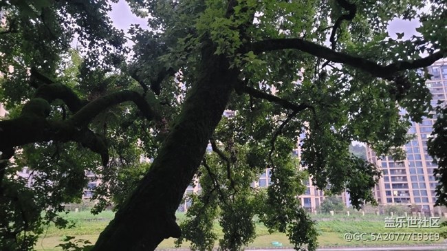 【那年初秋】清晨