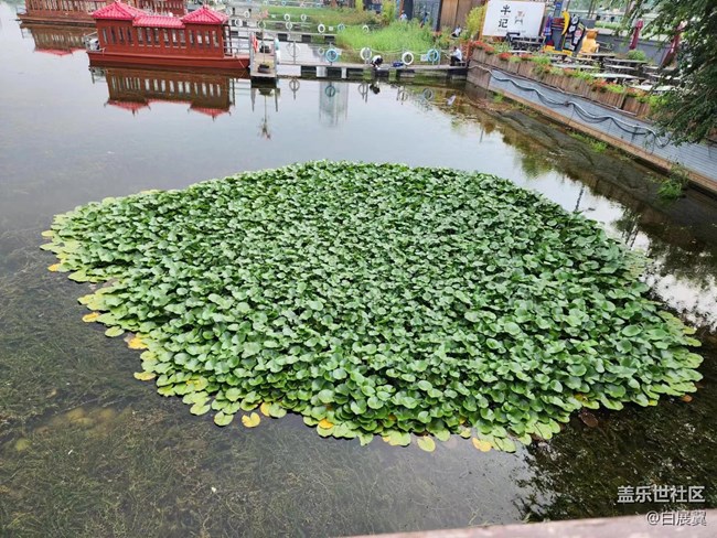 【捕捉夏日美好】芦苇荡荷花丛