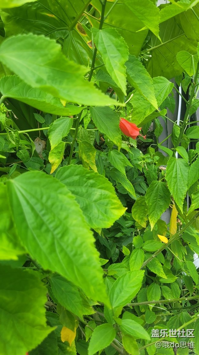 【那年初秋】红花