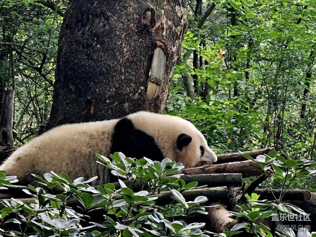 成都星部落线下摄影活动招募贴——熊猫基地拍“大猫”
